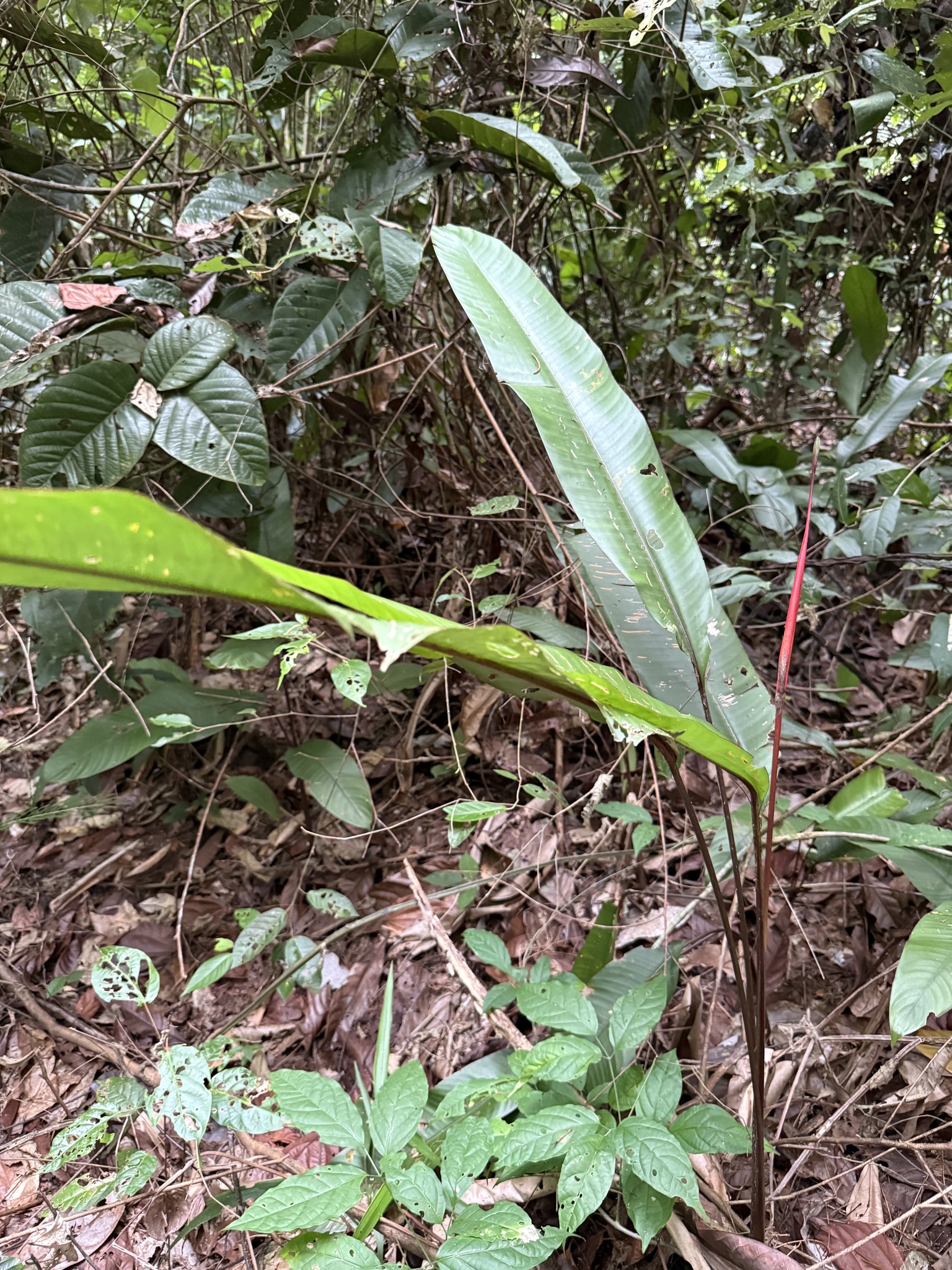 Heliconia acuminata