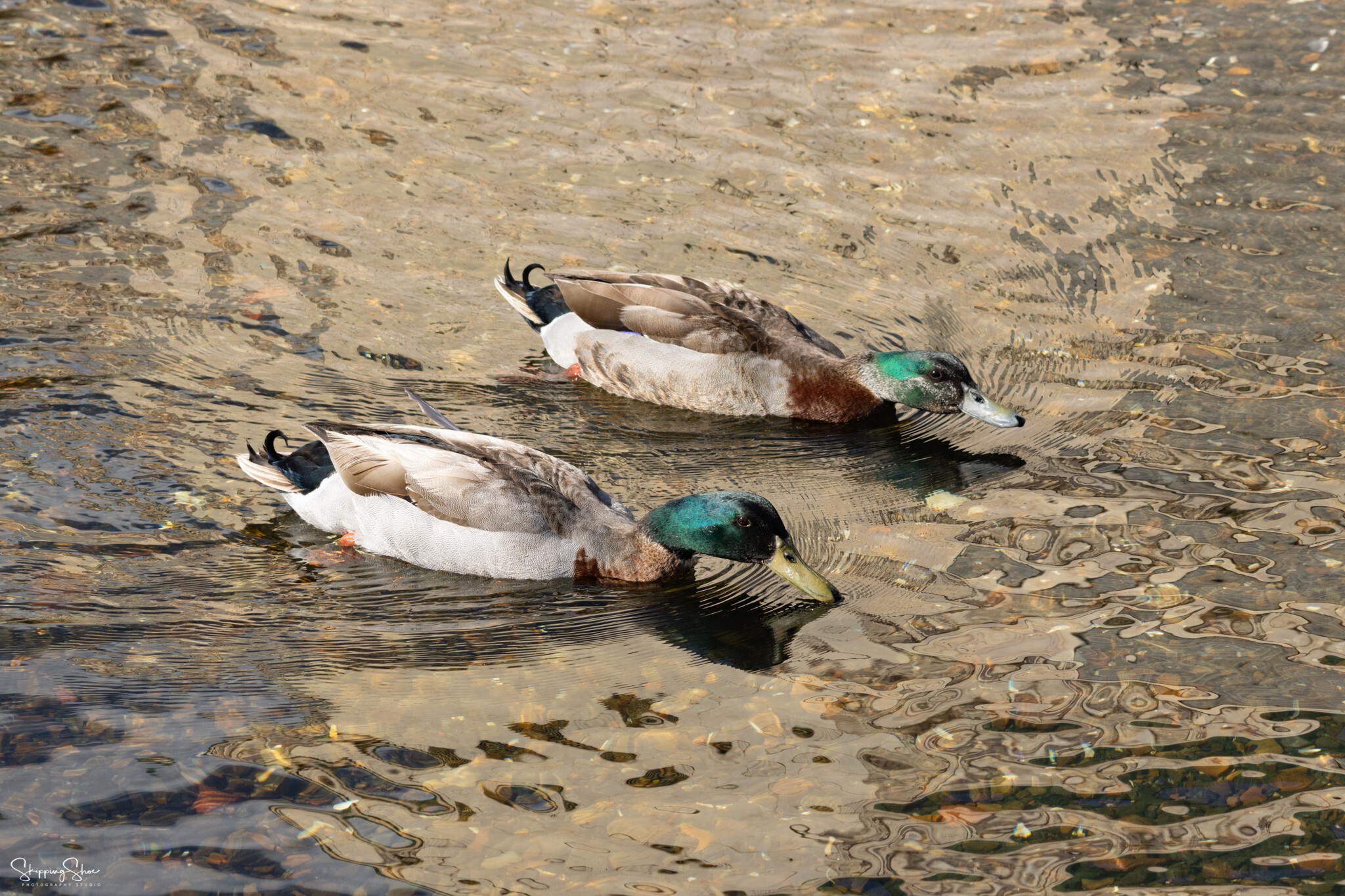 Anas platyrhynchos f. domesticus