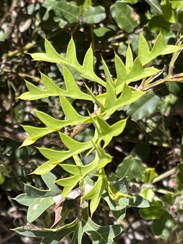 Fuchsia Grevillea (Grevillea bipinnatifida)