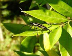 Sphaenothecus trilineatus