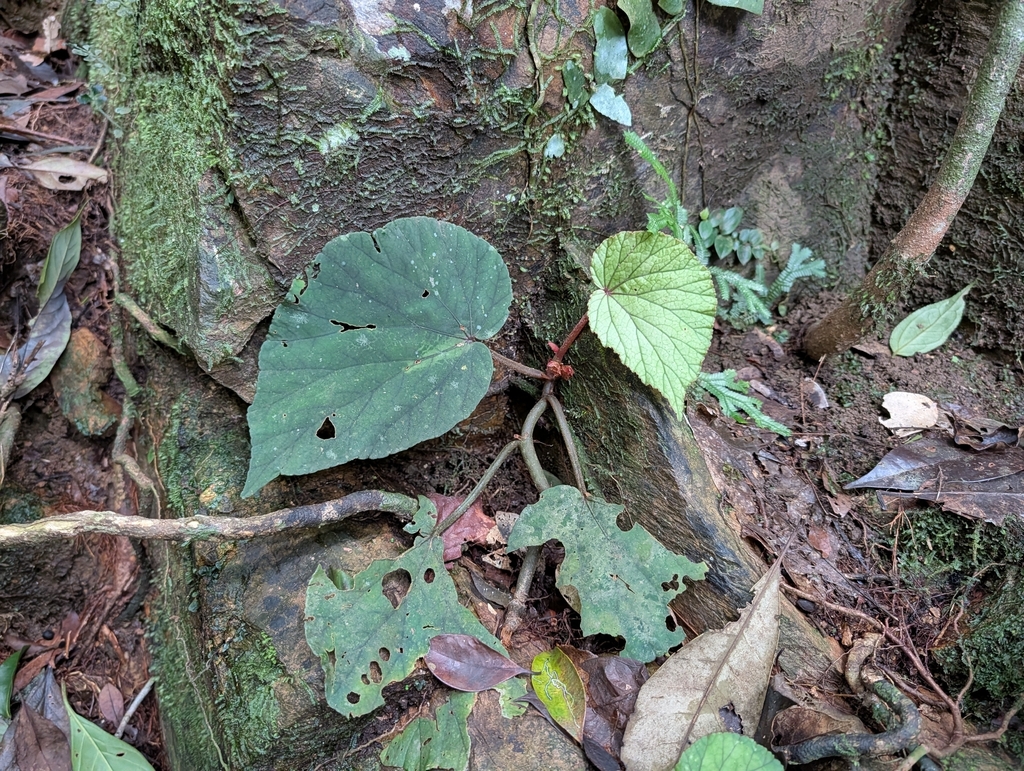 Begonia abbreviata (Begonia abbreviata)