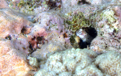 Glyptoparus delicatulus