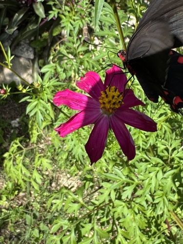 Mariposa Corazón de Moctezuma de Chiapas