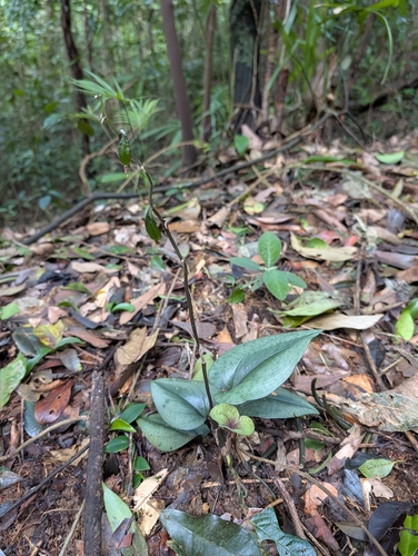 Nephelaphyllum tenuiflorum