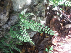 Asplenium dentatum