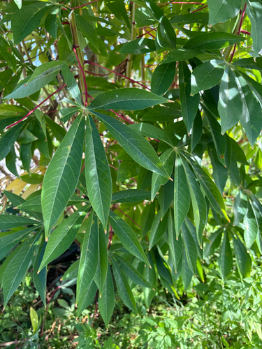 Manihot esculenta