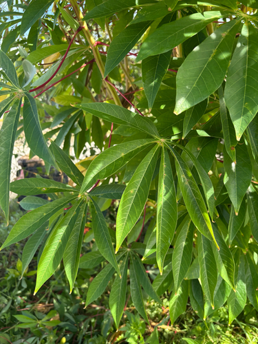 Manihot esculenta