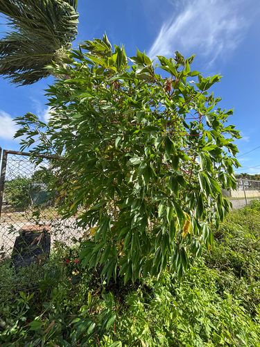 Manihot esculenta