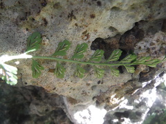 Asplenium dentatum