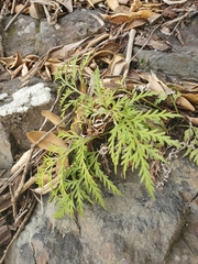 Asplenium haurakiense