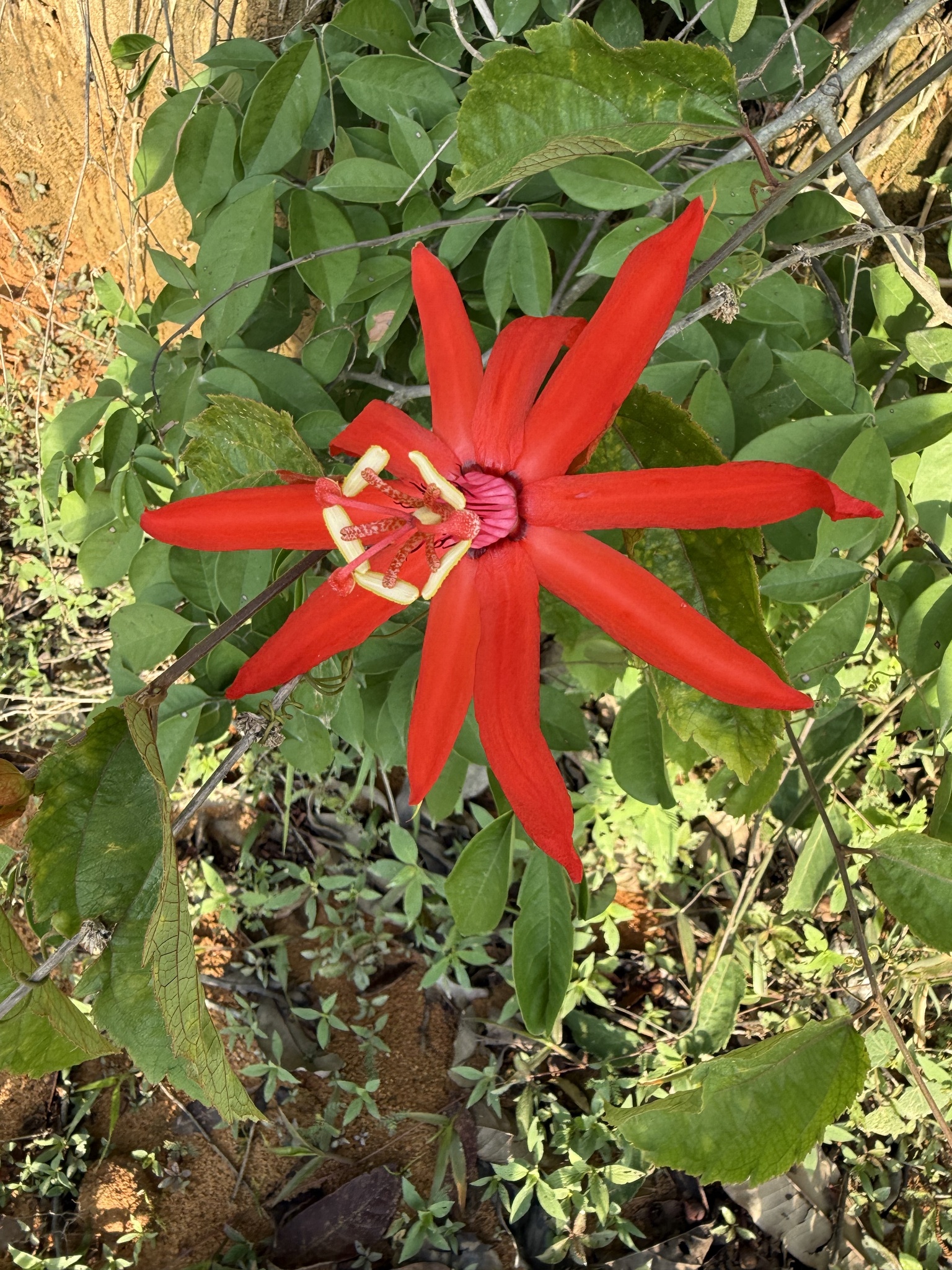 Passiflora toxicaria
