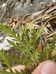 Asplenium haurakiense