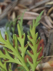 Asplenium haurakiense