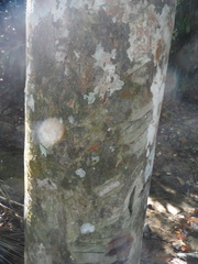 Roystonea borinquena