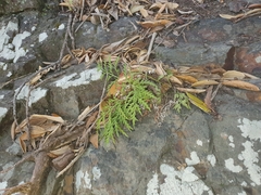Asplenium haurakiense