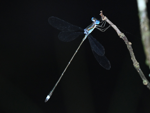Blue-striped Spreadwing photo 2