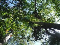 Roystonea borinquena