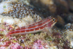 Helcogramma striata