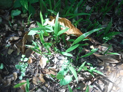 Roystonea borinquena