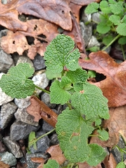 Lamium purpureum