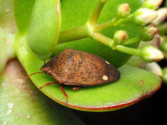 Solenosthedium bilunatum