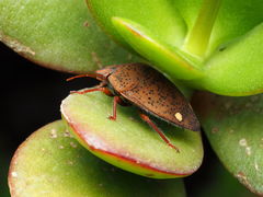 Solenosthedium bilunatum