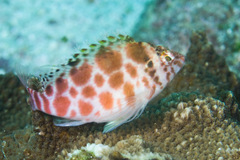 Cirrhitichthys aprinus