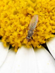 Trixoscelis pedestris