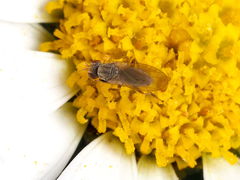 Trixoscelis pedestris