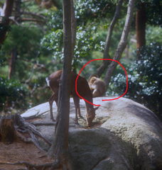 Macaca fuscata fuscata