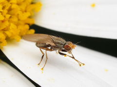 Trixoscelis pedestris