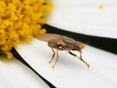 Trixoscelis pedestris