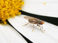 Trixoscelis pedestris