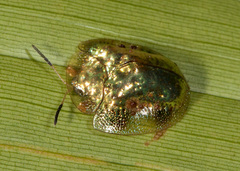 Charidotella