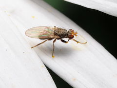 Trixoscelis pedestris
