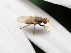 Trixoscelis pedestris