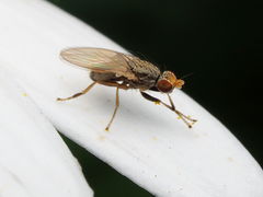 Trixoscelis pedestris