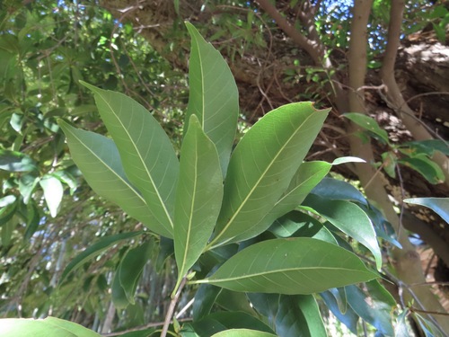 Japanese evergreen oak (Quercus acuta)