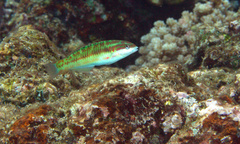 Thalassoma quinquevittatum