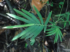 Arthrostylidium