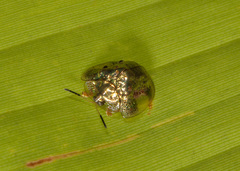 Charidotella