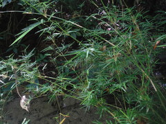 Arthrostylidium