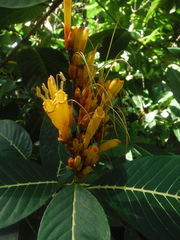 Sanchezia parvibracteata