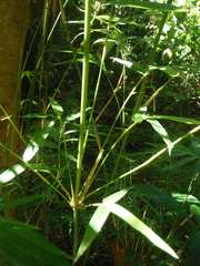 Arthrostylidium