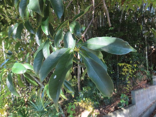 Quercus acuta, photograph 2