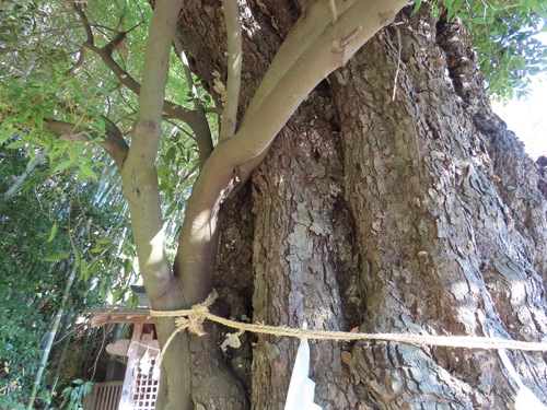 Quercus acuta, photograph 4