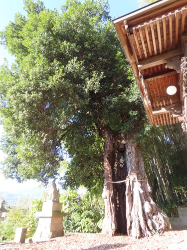Quercus acuta, photograph 6