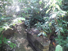 Sanchezia parvibracteata