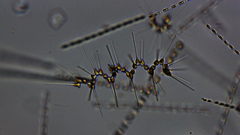 Asterionellopsis glacialis