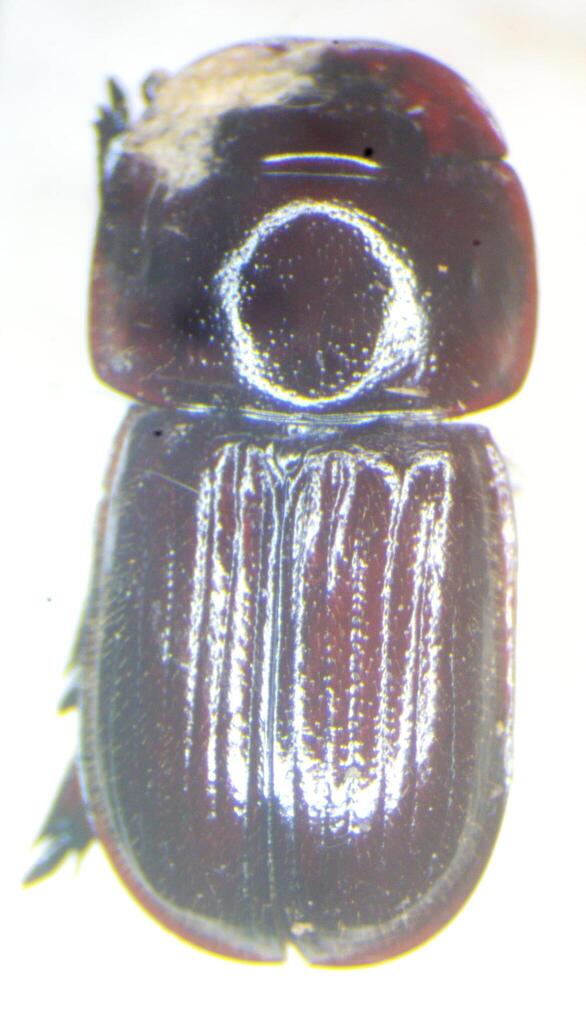 Brasilucanus alvarengai